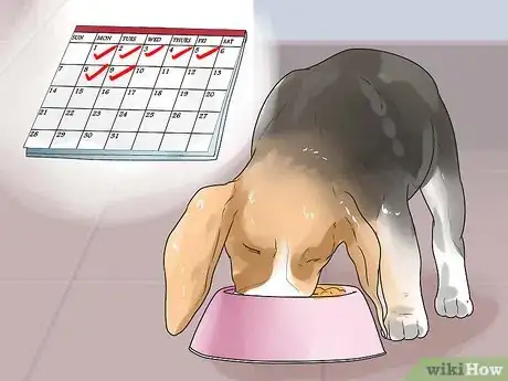 Image titled Take Care of a Beagle Puppy Step 10