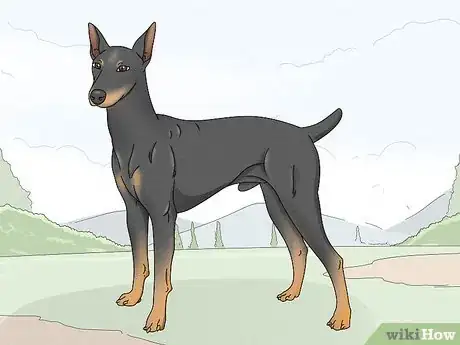 Image titled Identify a Manchester Terrier Step 6