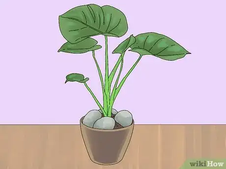 Image titled Prevent Cats from Digging Up Houseplants Step 1