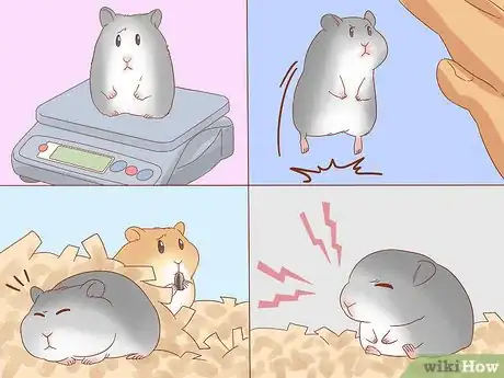 Image titled Safely Keep Multiple Hamsters Step 7