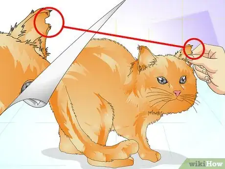 Image titled Tell if a Cat Is Spayed Step 4