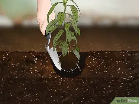 Image titled Grow Nuts Step 15