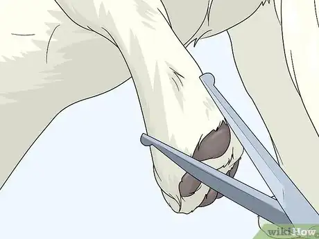Image titled Cut Dog Paw Hair Step 11