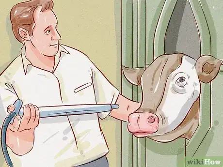 Image titled Treat and Prevent Bloat in Cattle Step 13