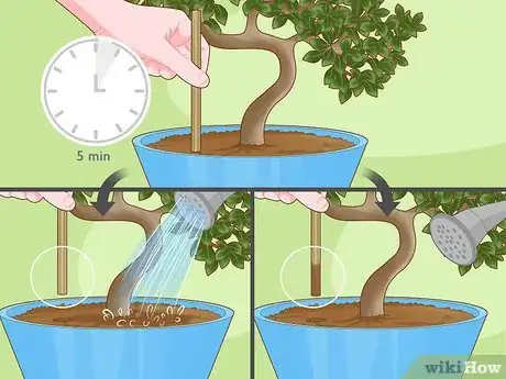 Image titled Revive a Bonsai Tree Step 7