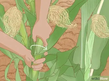 Image titled Grow and Harvest Glass Gem Corn Step 11