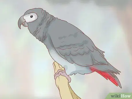 Image titled Identify Parrots Step 6