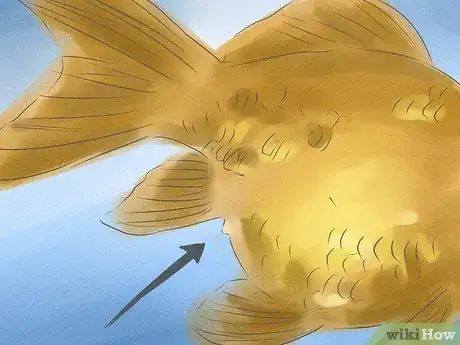 Image titled Tell if Your Goldfish Is a Male or Female Step 2