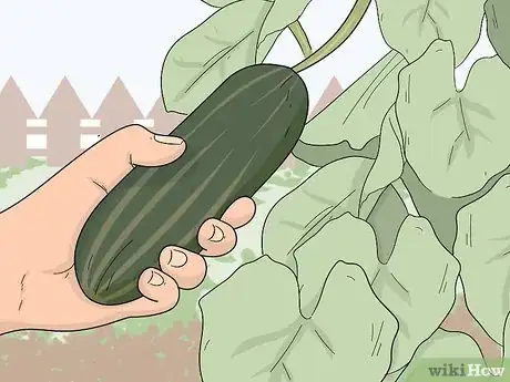 Image titled Pick Cucumbers Step 4