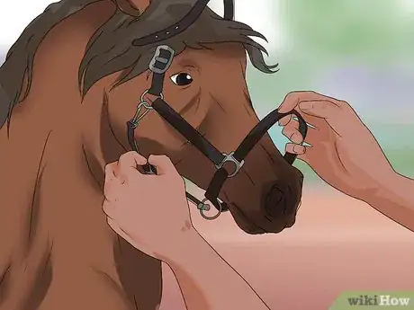 Image titled Put the Bit in a Horse's Mouth Step 12