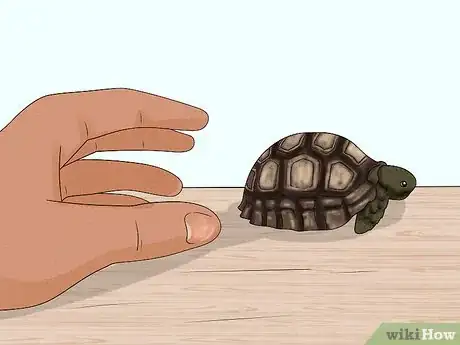 Image titled Handle a Tortoise Step 5