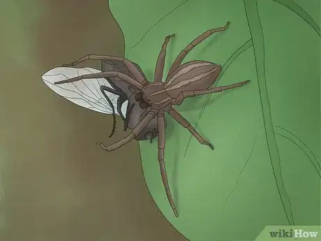 Image titled Identify a Nursery Web Spider Step 7
