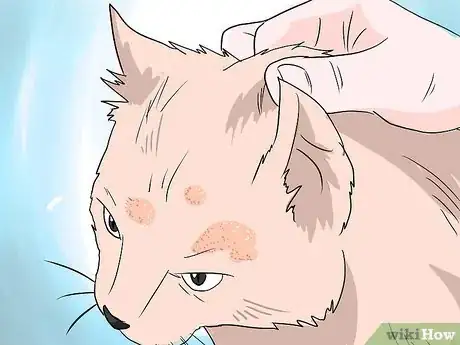 Image titled Deal with Hair Loss in Cats Step 5