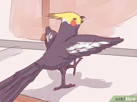 Image titled Tame a Cockatiel Step 17