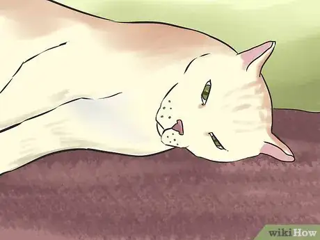 Image titled Tell if Your Cat Is Blind Step 4