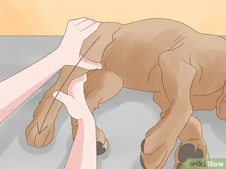 Image titled Massage a Dog to Poop Step 9
