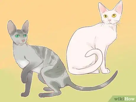 Image titled Identify Cats Step 10