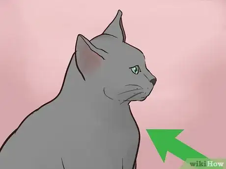 Image titled Identify a Korat Cat Step 7