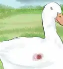 Take Care of Ducks