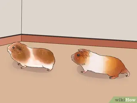 Image titled Care for Multiple Guinea Pigs Step 8