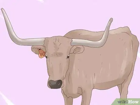 Image titled Identify Horned, Scurred and Polled Cattle Step 2