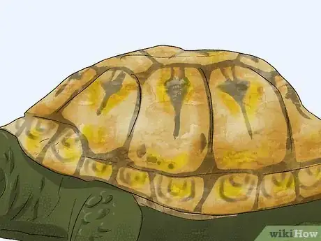 Image titled Care for Your Box Turtle Step 13