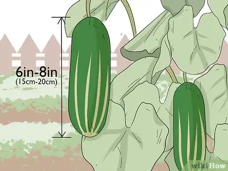 Image titled Pick Cucumbers Step 3