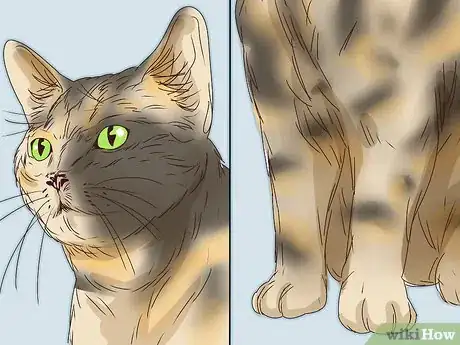 Image titled Identify a Tabby Cat Step 16