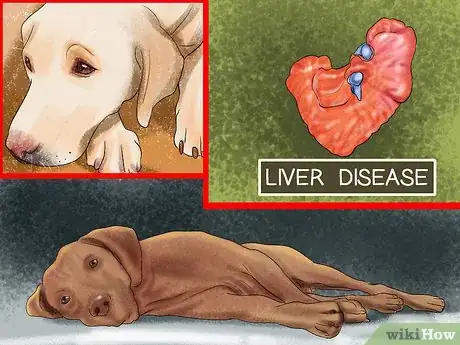Image titled Diagnose Liver Disease in Older Dogs Step 2