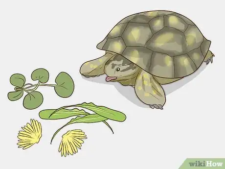 Image titled Take Care of a Russian Tortoise Step 9