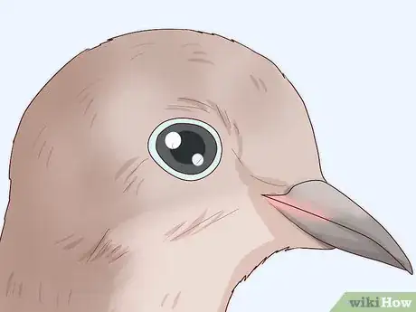 Image titled Choose Pet Doves Step 11