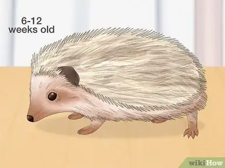 Image titled Buy a Hedgehog Step 6