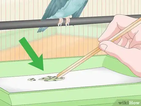 Image titled Spot Signs of Illness in Parrotlets Step 10