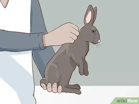 Image titled Carry a Rabbit Step 7