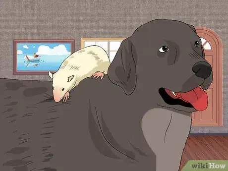 Image titled Keep Pet Rats Safe from Dogs Step 13