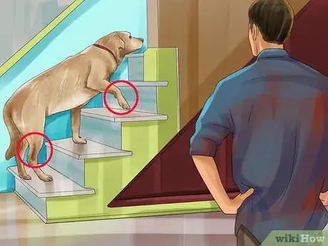 Image titled Know if Your Senior Dog Is in Pain Step 11