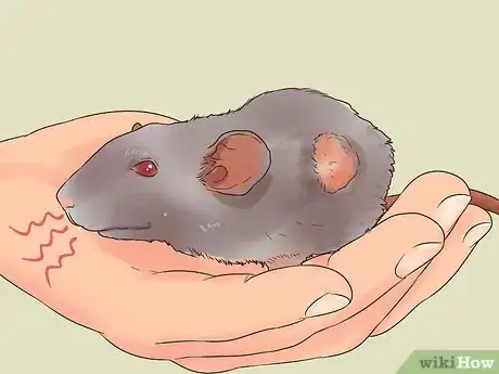 Image titled Care for a Dumbo Rat Step 11