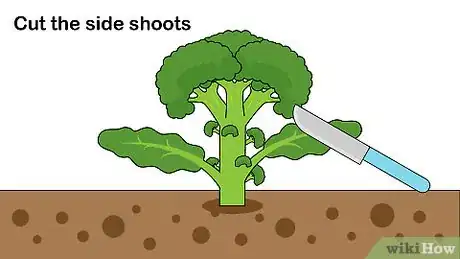 Image titled Pick Broccoli Step 9