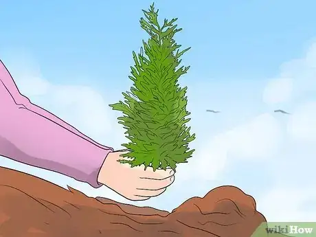 Image titled Grow Your Own Christmas Tree Step 10