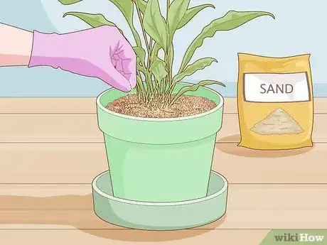 Image titled Get Rid of Gnats in Houseplants Step 14