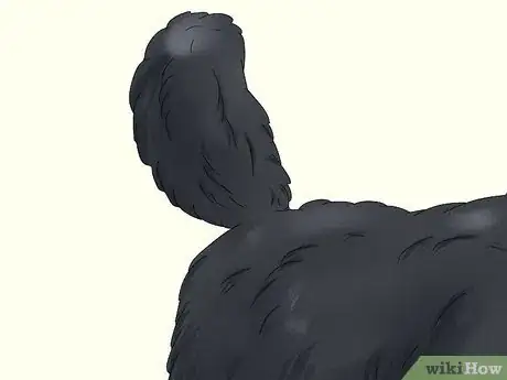 Image titled Identify a Poodle Step 5