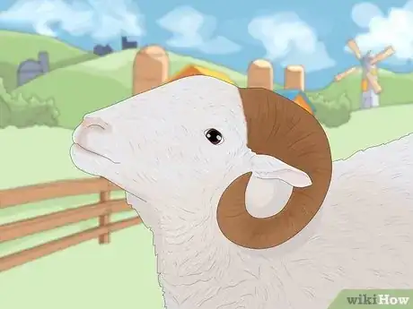 Image titled Lamb vs Sheep Step 7