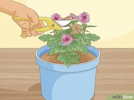 Image titled Plant Mums Step 18