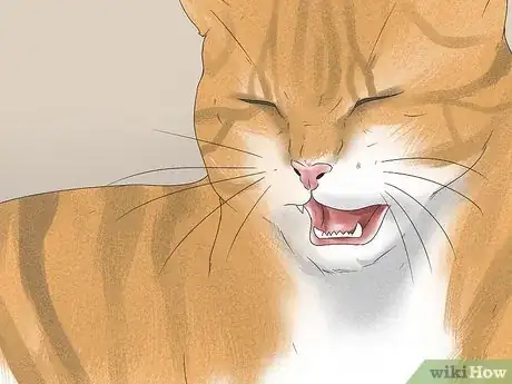 Image titled Tell if Your Cat Has FIV Step 5