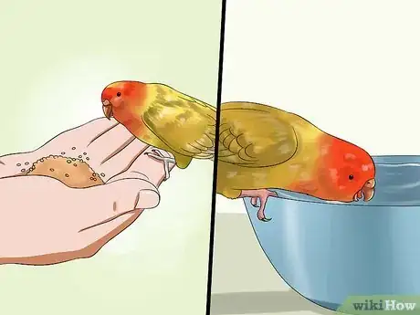 Image titled Tell if Your Pet Budgie Likes You Step 11