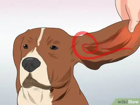 Image titled Treat Ear Infections in Beagles Step 12
