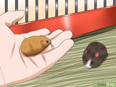 Image titled Learn When to Separate Hamsters Step 16