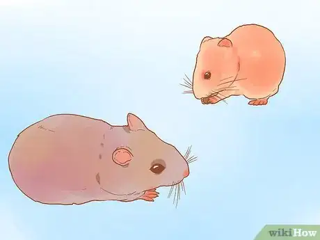 Image titled Decide Between Syrian and Dwarf Hamsters Step 4