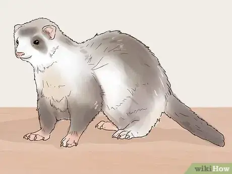 Image titled Choose Between Ferret Colors and Coat Patterns Step 10