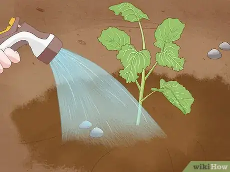 Image titled Grow Broccoli Step 13